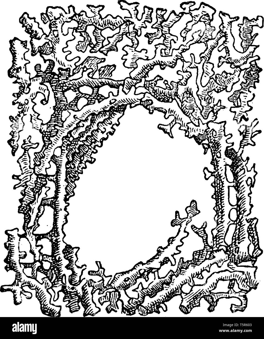 Jereiea Polystoma è la parte della struttura scheletrica di un lithisdid silicious spugna, vintage disegno della linea di incisione o illustrazione. Illustrazione Vettoriale