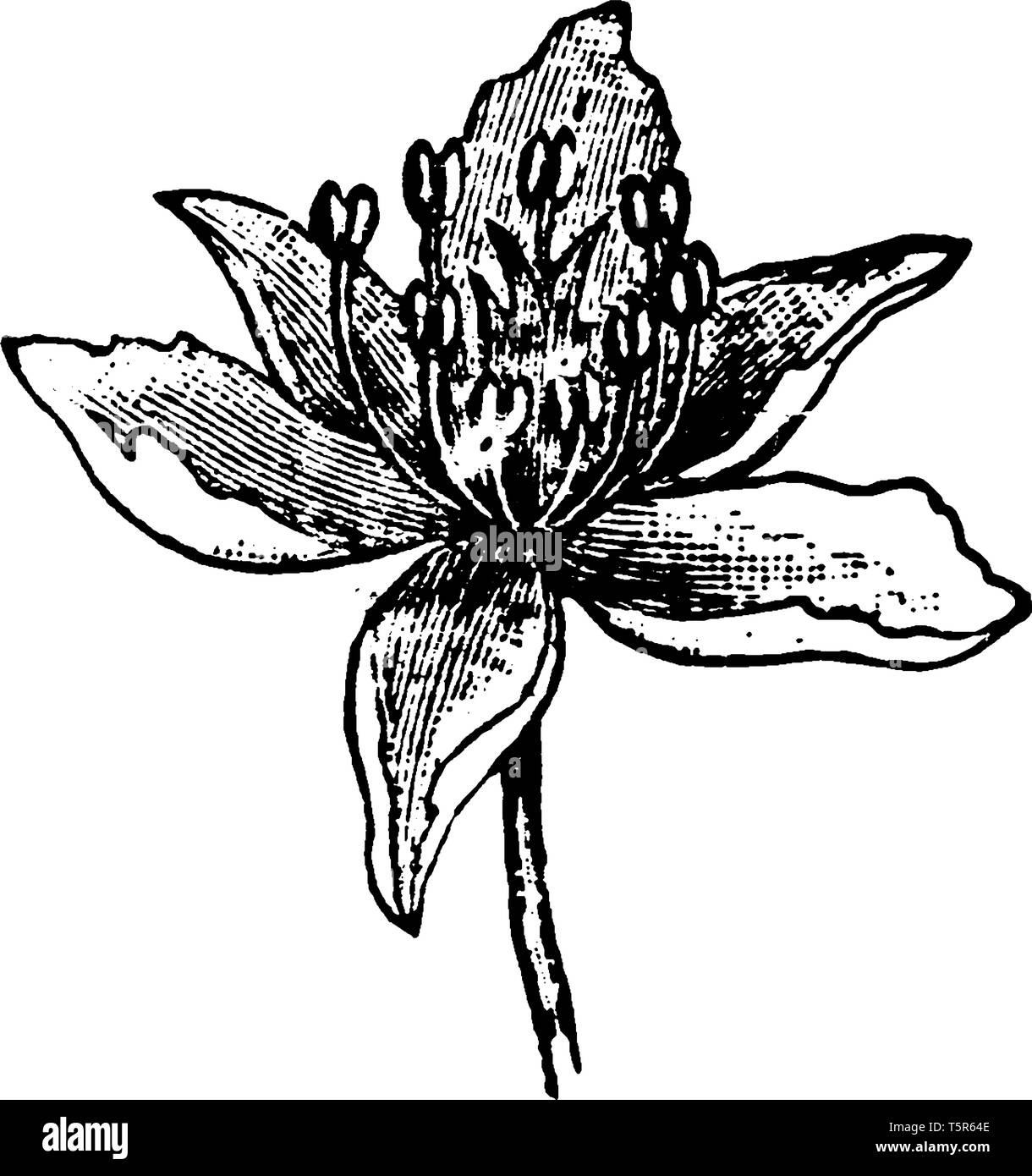Il Giunco fiorito è specie nella famiglia Butomaceae. I fiori presentano cinque ovali a forma di petali, vintage disegno della linea di incisione o illustrazione. Illustrazione Vettoriale