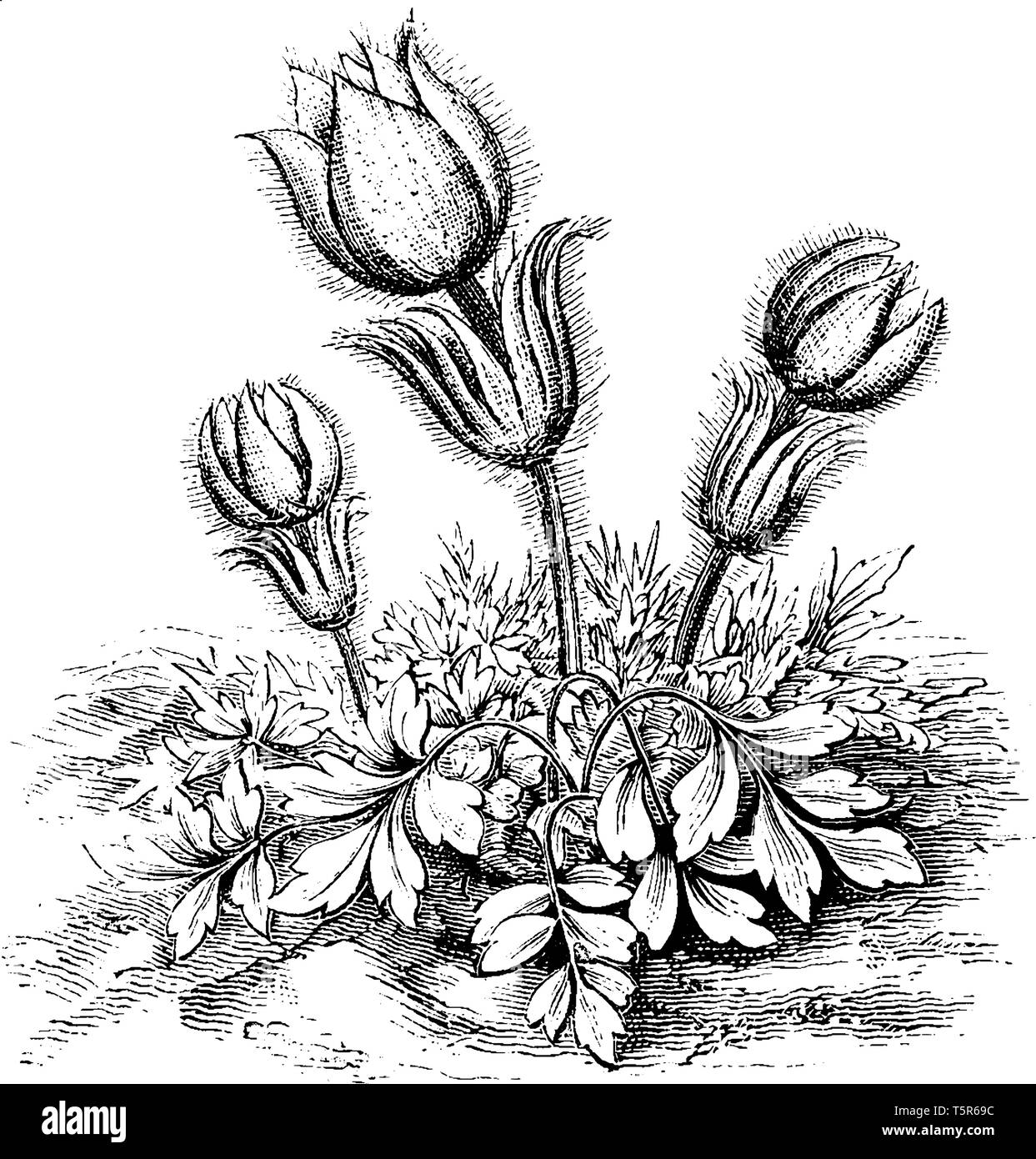 Una foto mostra un fiore di Anemone Vernalis. I fiori di Anemone Vernalis sono biancastri all'interno e viola sul lato esterno e crescere in EUR Illustrazione Vettoriale