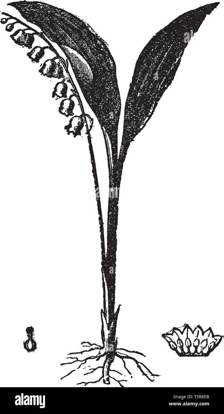 Lily foglie sono di vasta portata e a lungo, ha foglie di forma oblunga e i suoi piccoli fiori che assomiglia a forma di coppa, vintage disegno della linea di incisione o illustrazione. Illustrazione Vettoriale