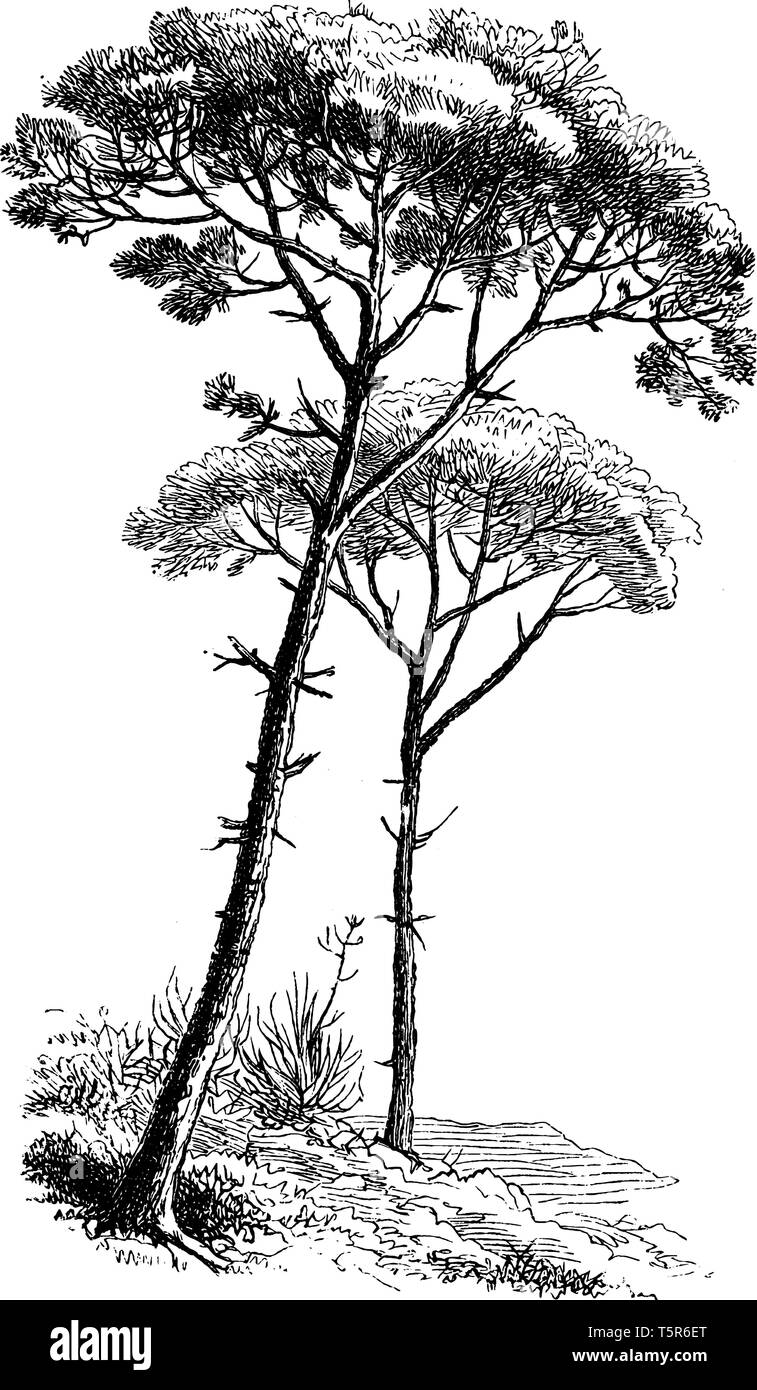 Pini sono l'albero cresce tra cinquanta e sessanta metri di altezza e sono nativi per la regione mediterranea, vintage disegno della linea o incisione illustr Illustrazione Vettoriale