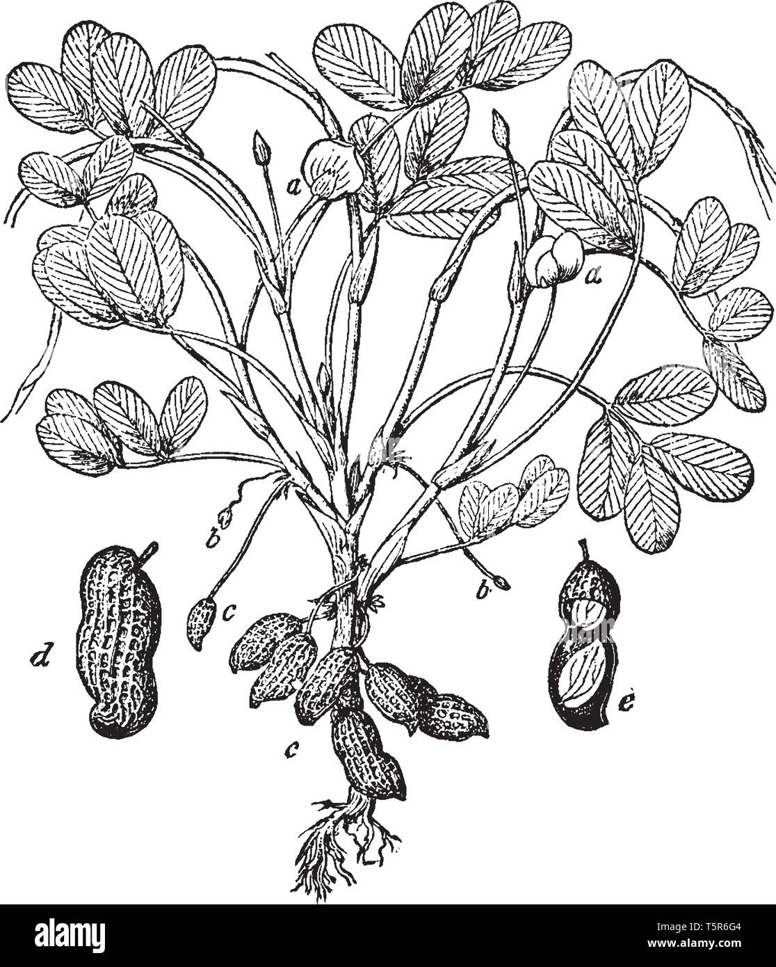 Una foto che mostra le diverse parti del comune impianto di arachidi noto anche come Arachis hypogaea. Le parti sono un fiore, ovaie, etc, vintage line dr Illustrazione Vettoriale
