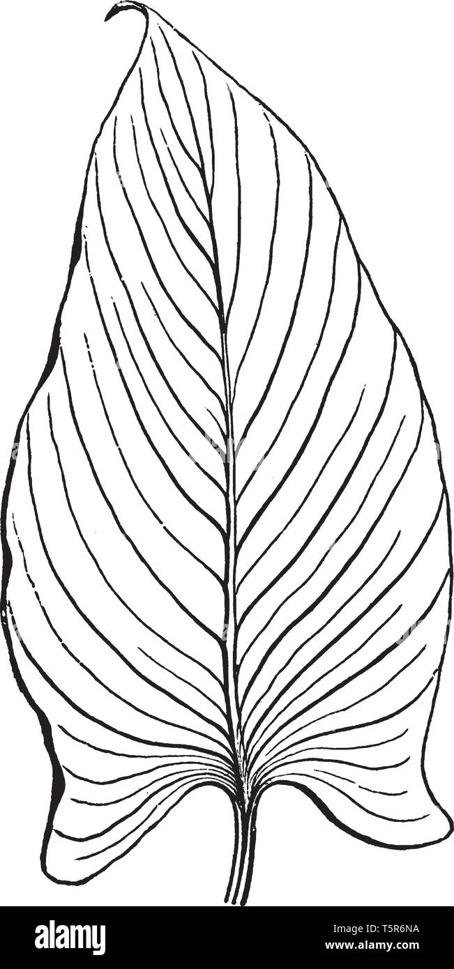 Questa è un immagine della foglia di Calla Lily. Le sue foglie verdi sono conformati in forma di frecce e sono di colore bianco o granuli di argento, vintage disegno della linea