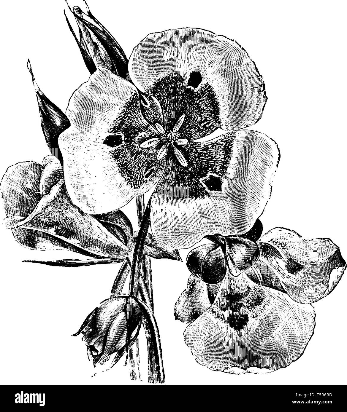 Questa è una foto di fiori e foglie di Calochortus Venustus. Essa è conformata a campana con fiori di colore da bianco a rosa pallido o porpora a luminosa di colore rosso o arancione Illustrazione Vettoriale