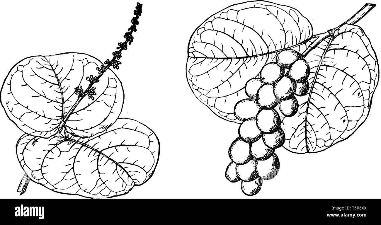 Un ramo di un mare di piante di uva, nativo in tutta America tropicale e dei Caraibi, vintage disegno della linea di incisione o illustrazione. Illustrazione Vettoriale