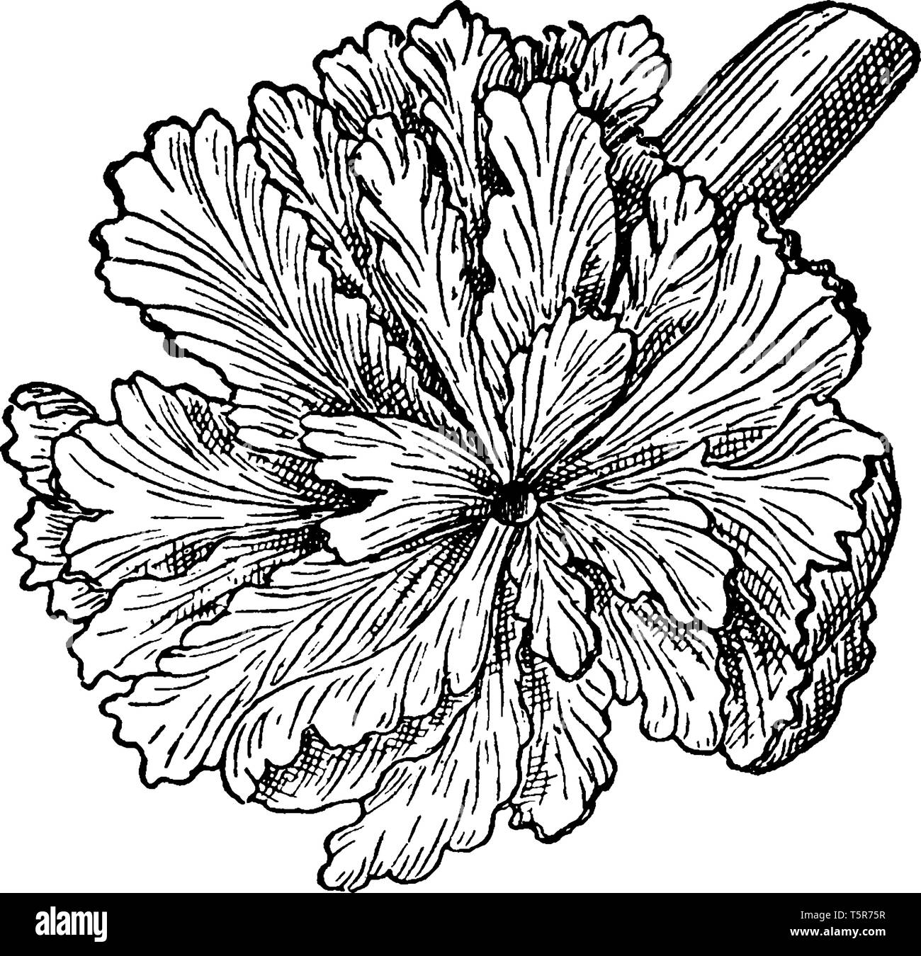 È comunemente noto come il legno di rosa, è un parassita completamente fioritura delle piante, l'unico endemico della Nuova Zelanda. Si tratta di un tondo presenta verrucosa tubero-come stelo (fino a 50 Illustrazione Vettoriale
