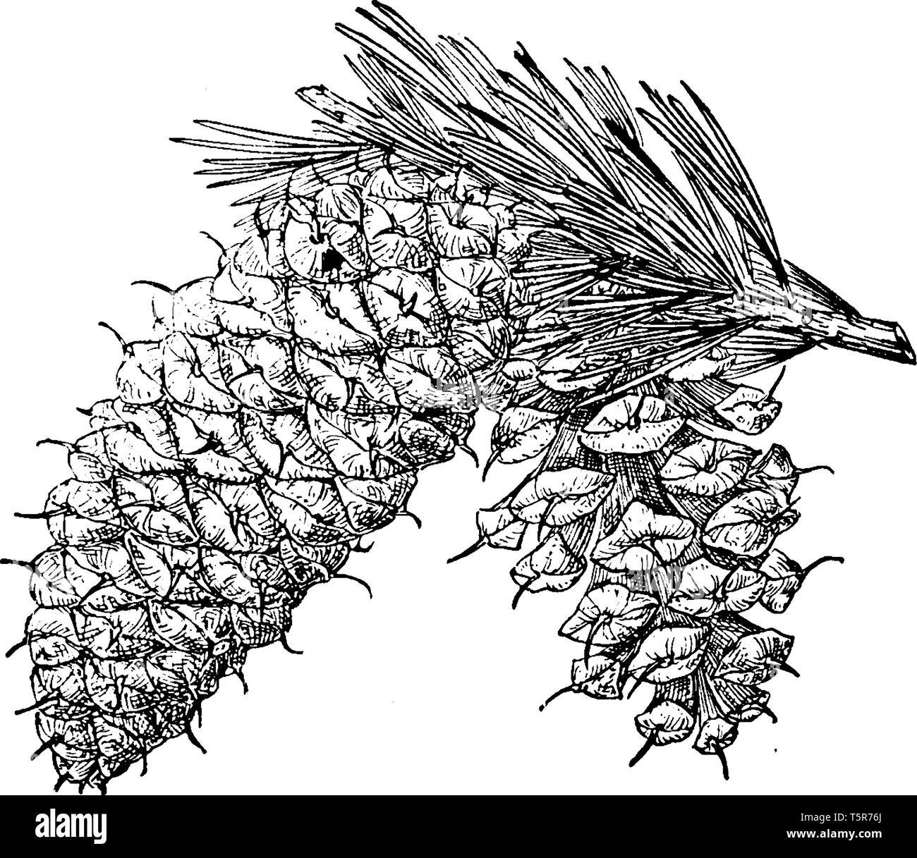 Pinus Aristata (Rocky Mountain bristlecone pine) trovati negli Stati Uniti. Questa è una di medie dimensioni albero lunghi 6 m. Gli aghi sono curve, di colore verde scuro ma Illustrazione Vettoriale