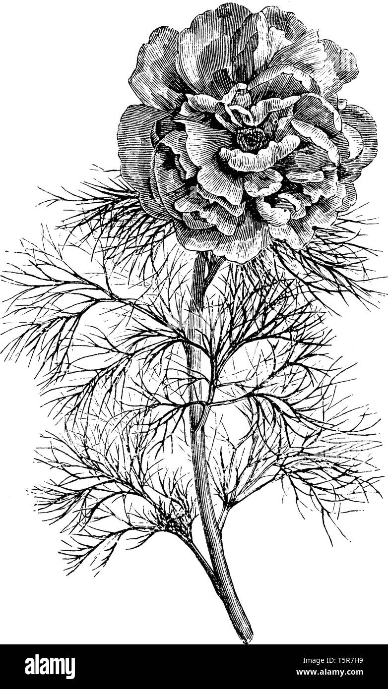 Una foto che mostra un Paeion pant. Questo è dalla famiglia Paeoniaceae. Fiore è rosso e denso. Lo stelo è sottile e fitta cresce, vintage disegno della linea Illustrazione Vettoriale