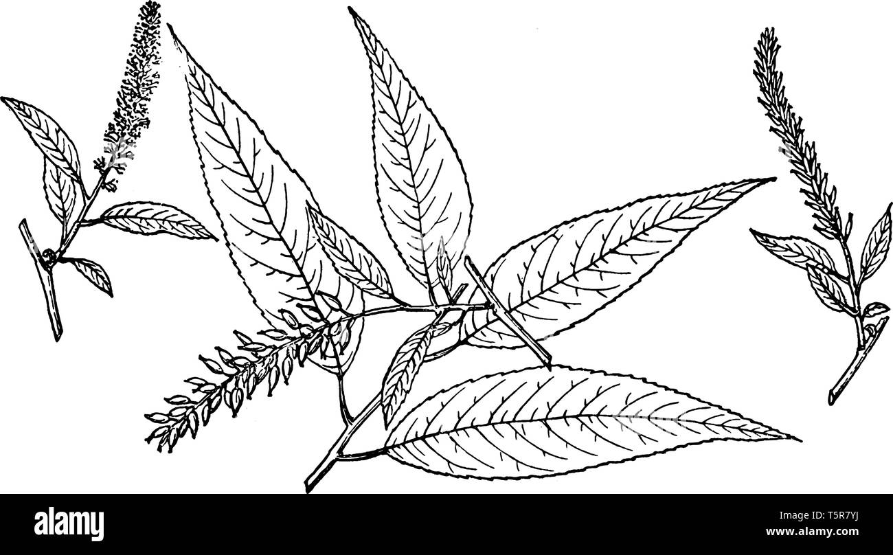 Una foto del ramo di Peachleaf Willow che è anche noto come Salix Amygdaloides. È soprattutto nel Sud del Canada e il nord degli Stati Uniti Illustrazione Vettoriale