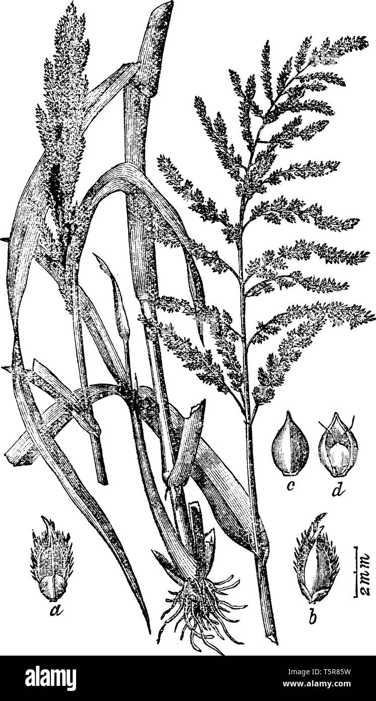 Si tratta di medie dimensioni raccolto, ma grano è di gran lunga più lunga e più spessa e steli sono molto spesse, vintage disegno della linea di incisione o illustrazione. Illustrazione Vettoriale