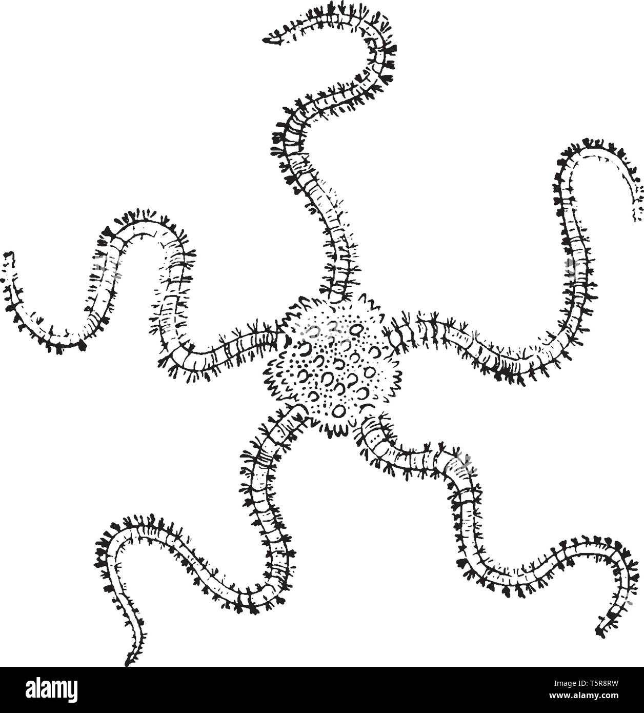 Brittlestar in cui i bracci della brittlestar sono più flessibili di quelle della stella di mare, vintage disegno della linea di incisione o illustrazione. Illustrazione Vettoriale