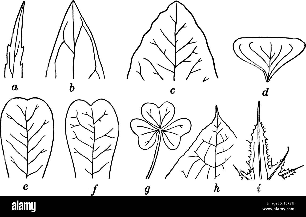 In questa immagine, l'apice e la vena della foglia sono stati mostrati. E apex sembra un acuminate, acuta, cuspidata, truncate, emarginati e vena Guarda Illustrazione Vettoriale