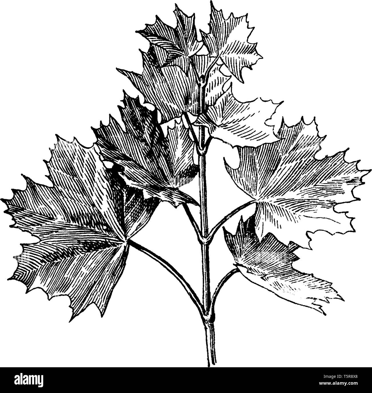 Questo è il ramo di Norvegia acero e anche comunemente noto come Acer platanoides, vintage disegno della linea di incisione o illustrazione. Illustrazione Vettoriale