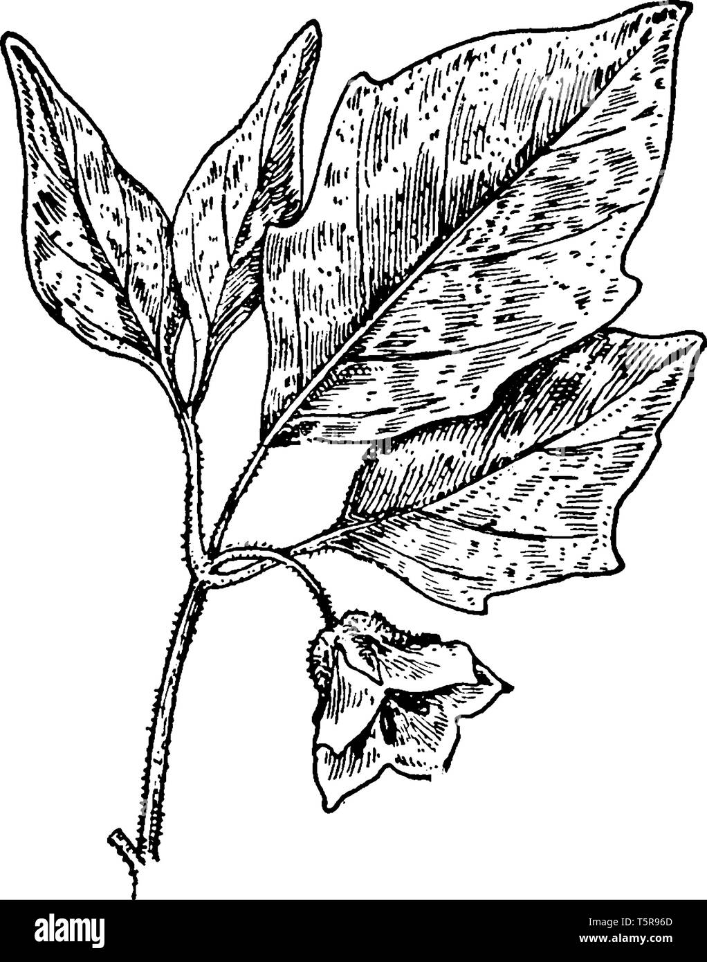 Foglie di ciliegio verde Foto e Immagini Stock in Bianco e Nero - Alamy