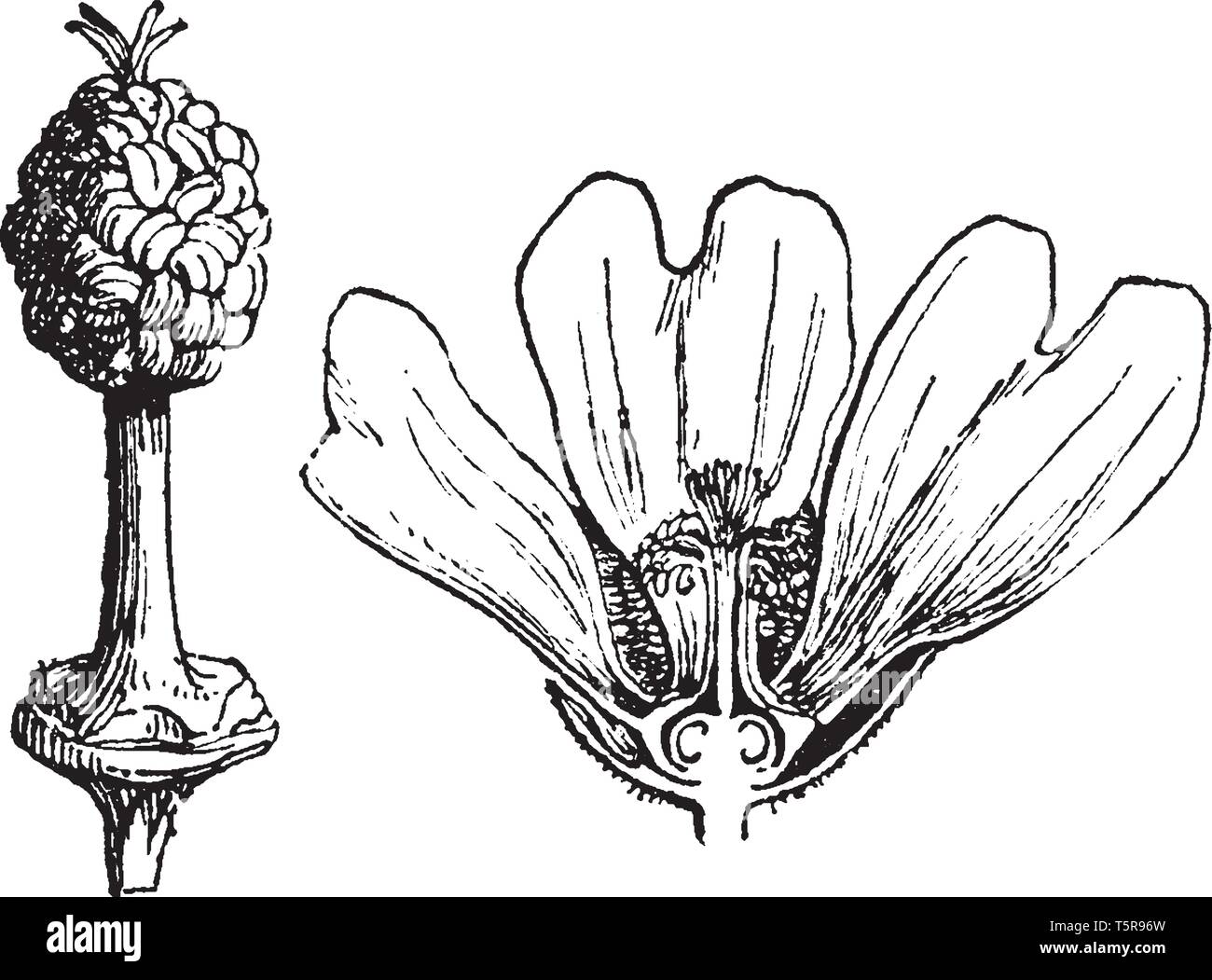 parti del fiore: disegno - 9 Questa immagine mostra una parte interna del fiore. È metà parte del fiore. Il fiore ha iniziato a crescere, vintage disegno della linea di incisione o illustrazione Immagine e Vettoriale - Alamy
