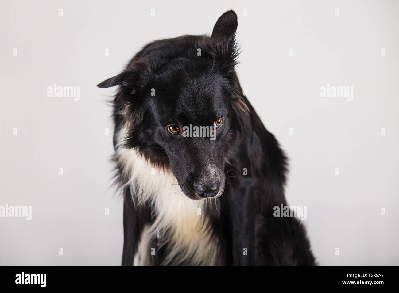 Triste e riflessivo di razza Border Collie cane a testa in giù. Carino pet friendly guardando con occhi smart, interni closeup ritratto. Annoiato cucciolo ricalcati sui propri Foto Stock