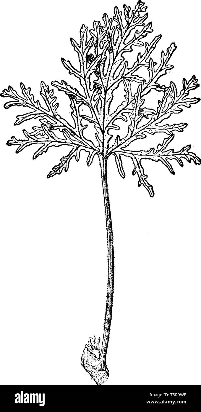 Una foto mostra Skeleton-Leaved germanio, noto anche come Pelargonium radula. Questa è la foglia della Skeleton-Leaved germanio. Si tratta di piante perenni Illustrazione Vettoriale