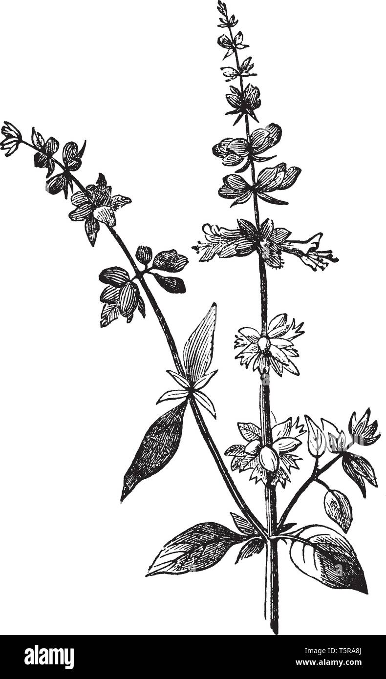 I fiori sono blossom sullo stelo di basilico. La floricoltura in cluster e le foglie sono opposti crescente sullo stelo, vintage disegno della linea o incisione illustrati Illustrazione Vettoriale