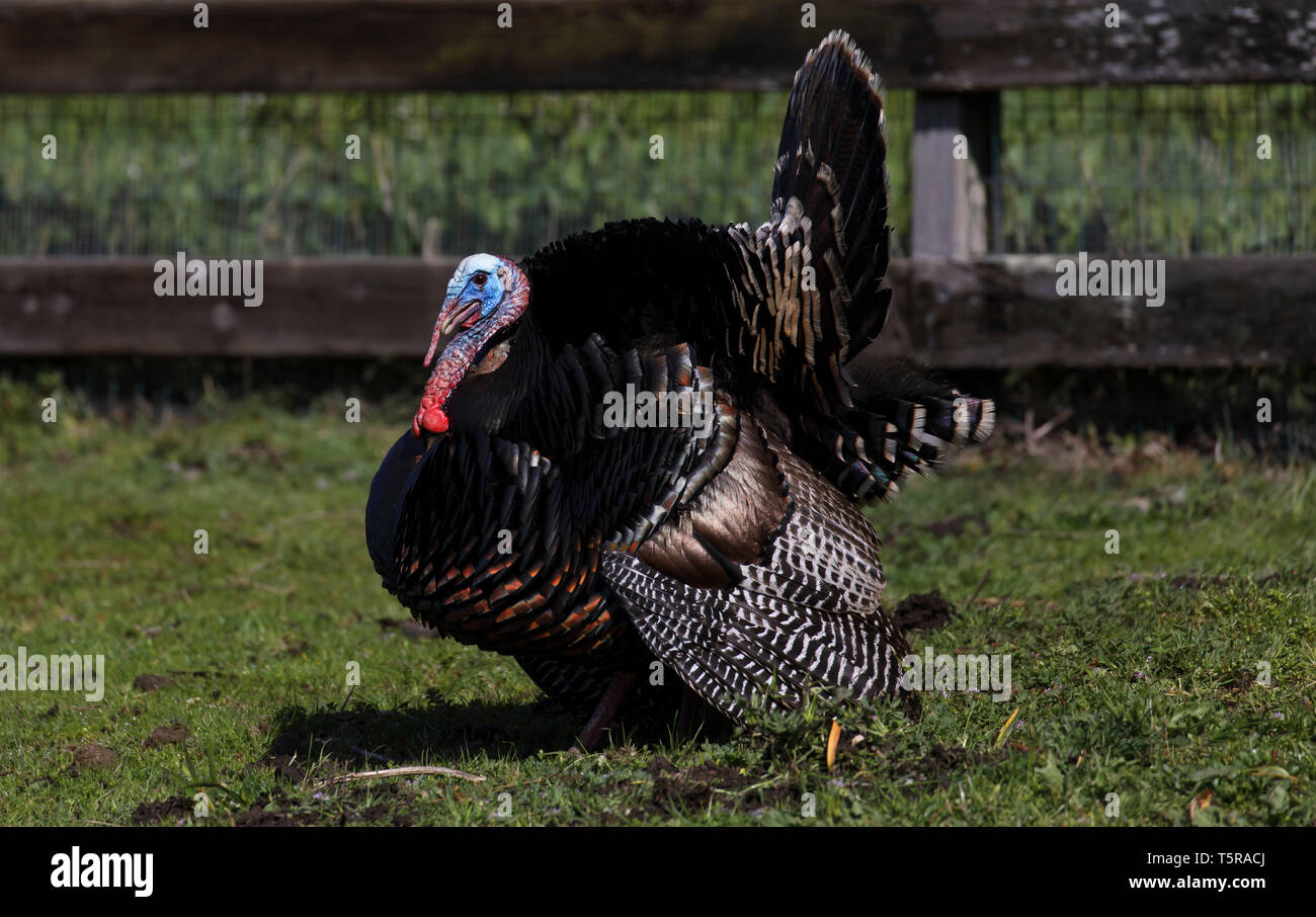 Un Wild Turchia effettua il roaming attraverso un pascolo in mare Ranch comunità della California a Sonoma Coast. Foto di Matt potrebbe/Alamy Foto Stock