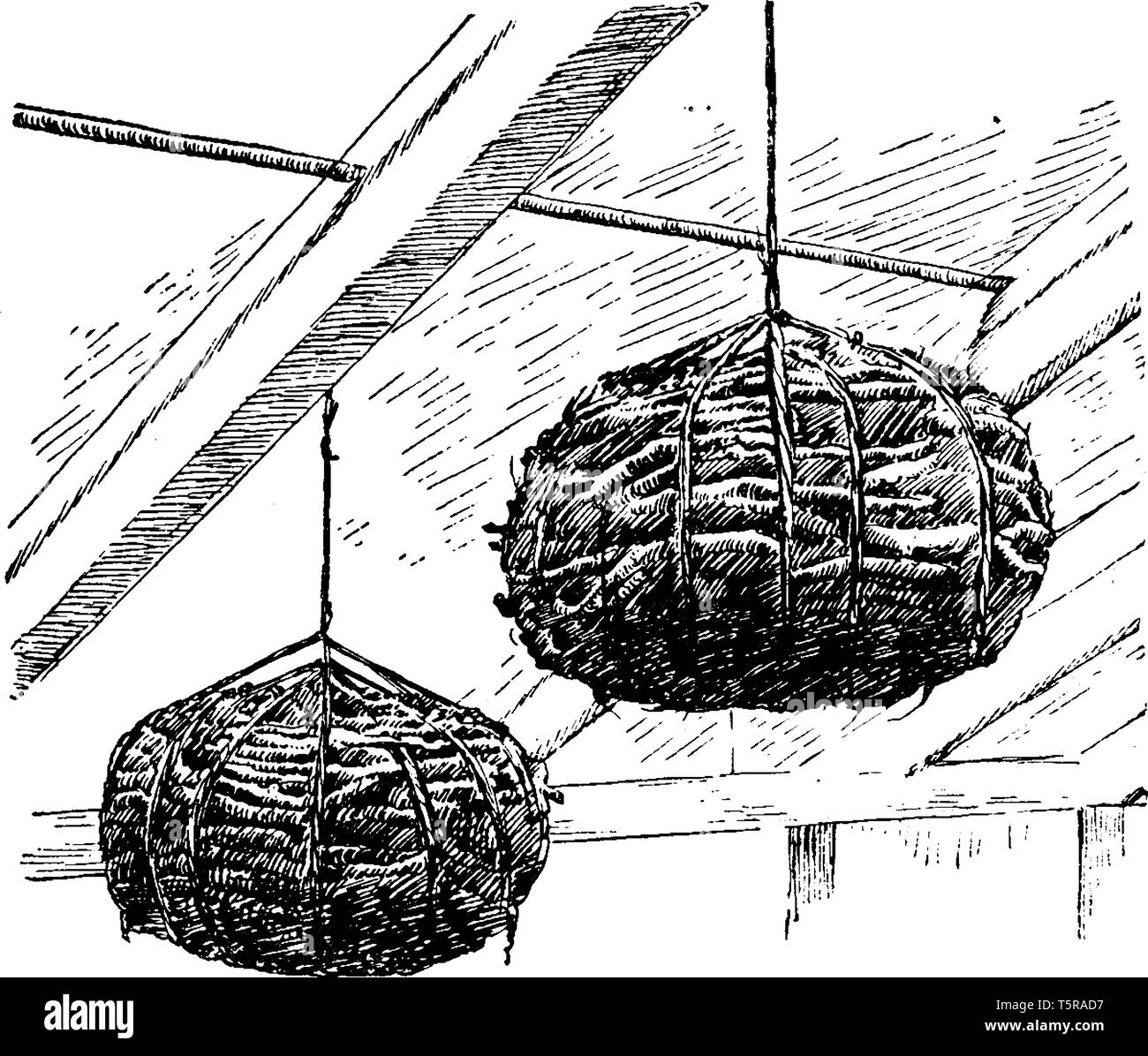 Una foto che mostra le sfere di felce. Questa è la sfera di una pianta vascolare senza fiori e senza semi, vintage disegno della linea di incisione o illustrazione. Illustrazione Vettoriale