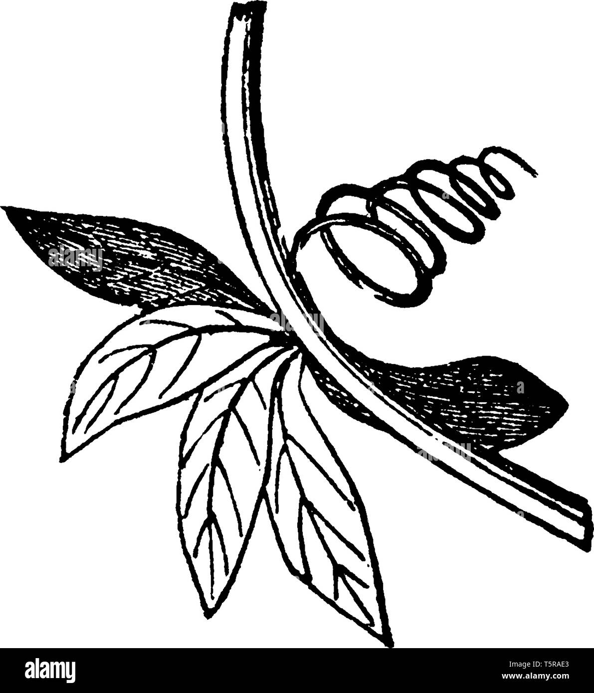 Questa è un immagine di arrampicata stelo e che crescono vicino al suolo, vintage disegno della linea di incisione o illustrazione. Illustrazione Vettoriale