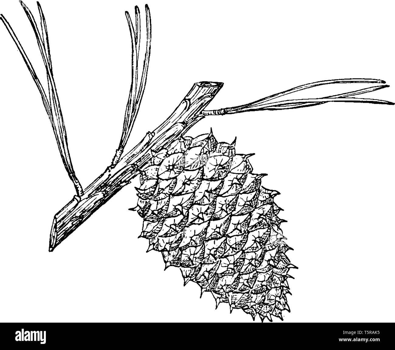 Pitch pine (Pinus Rigida) trovata nel nordest degli Stati Uniti. Si tratta di un albero sempreverde, aghi sono 2 ½ a 5 pollici di lunghezza e i coni sono 47 cm, o Illustrazione Vettoriale