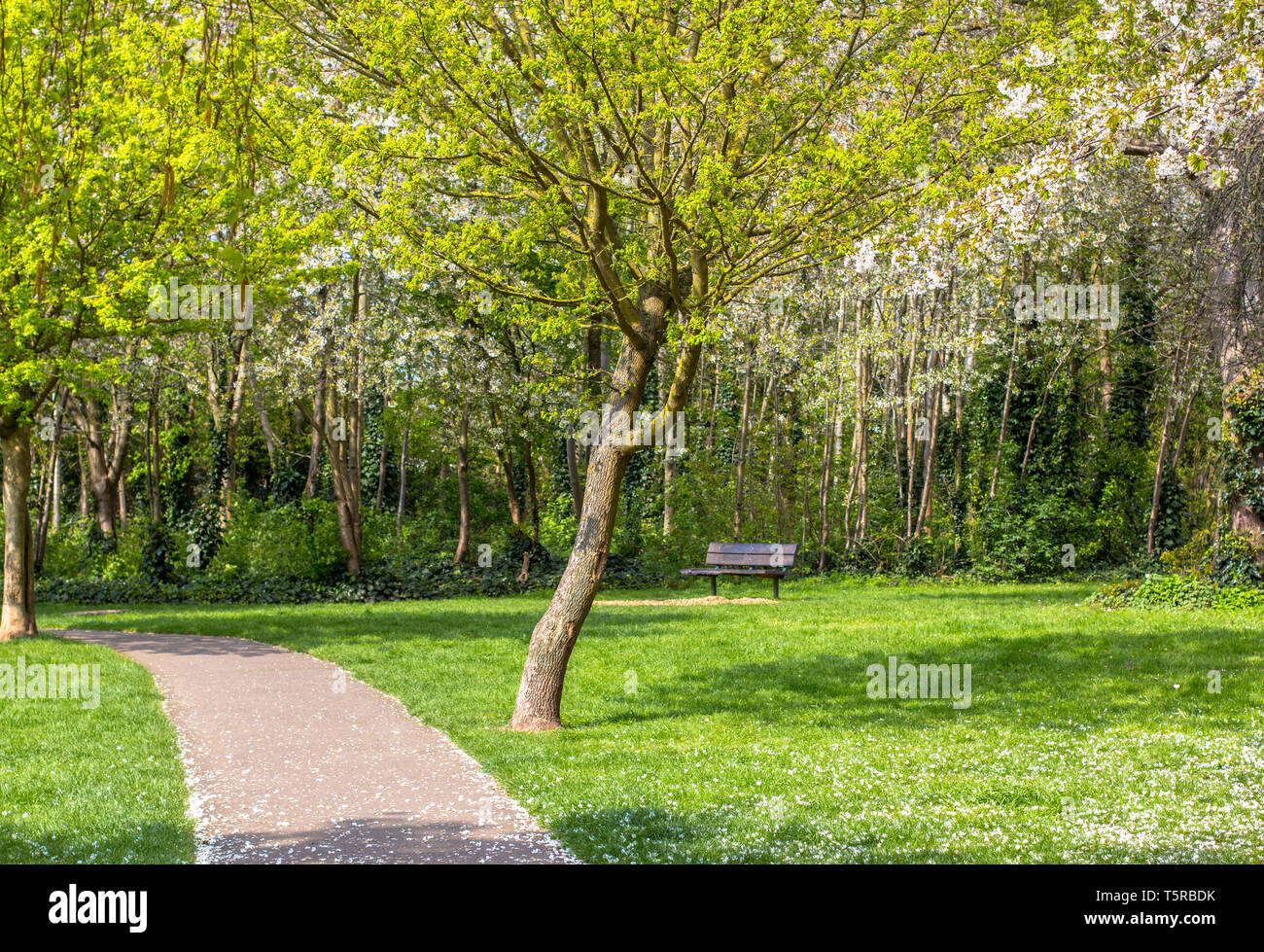 Il sentiero in un parco fiorito. Verde e alberi in fiore. Luminose gozon Foto Stock