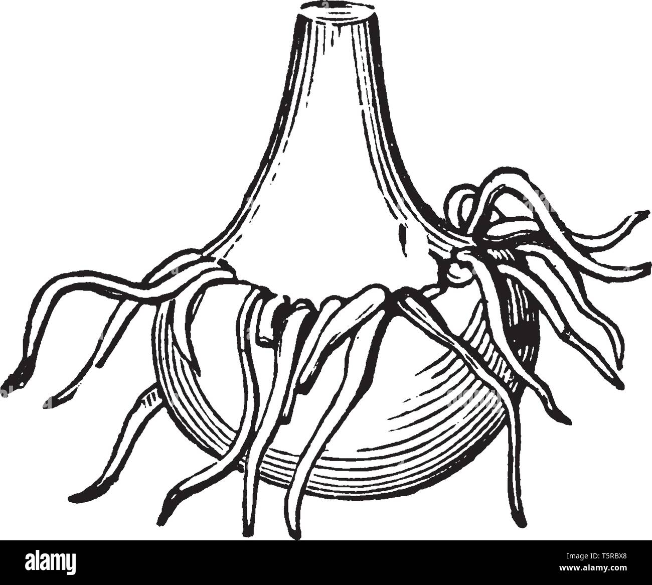 L'immagine mostra Corm indiana di rapa come una radice, vintage disegno della linea di incisione o illustrazione. Illustrazione Vettoriale