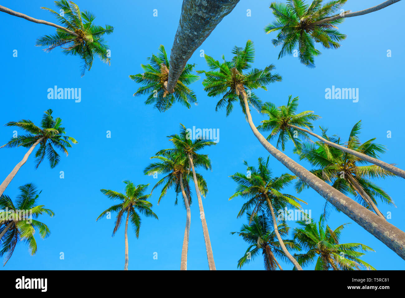 Palms oltre il cielo blu, vista prospettica dal suolo fino al verde di corone di Palm Foto Stock