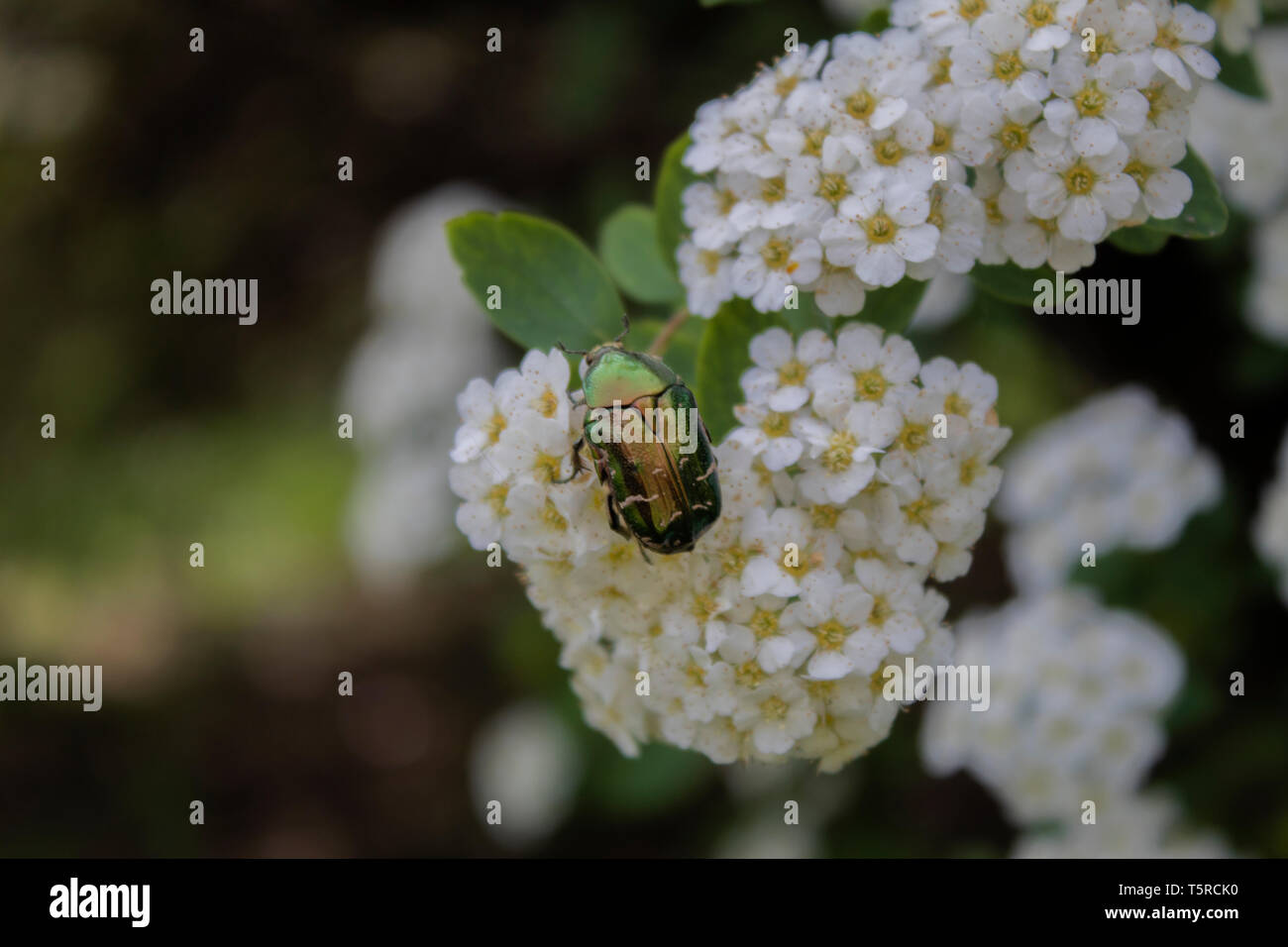 Chiusura del coleottero verde su bianco fiori Foto Stock