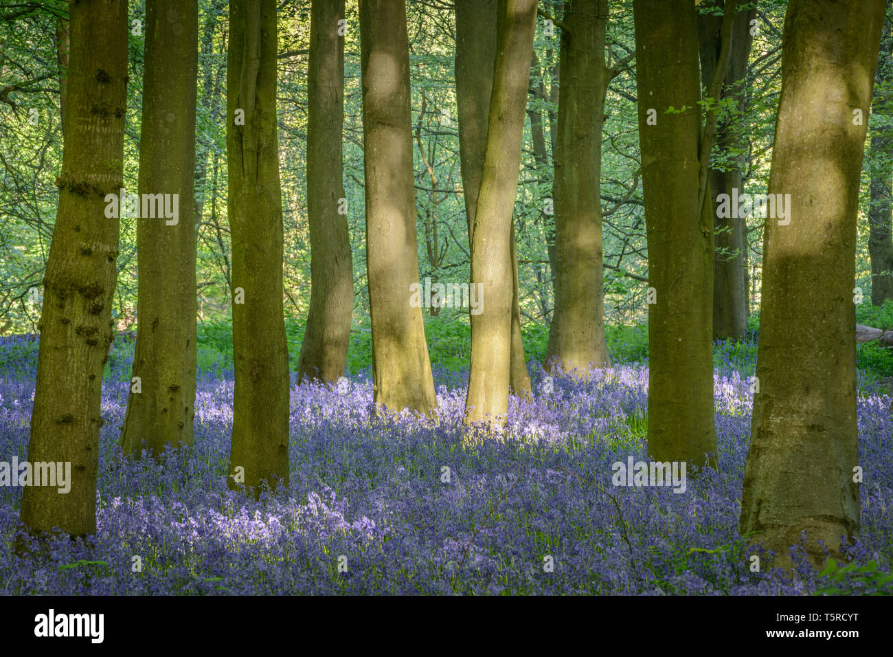 Un intrico di faggi tra un tappeto di bluebells. Foto Stock