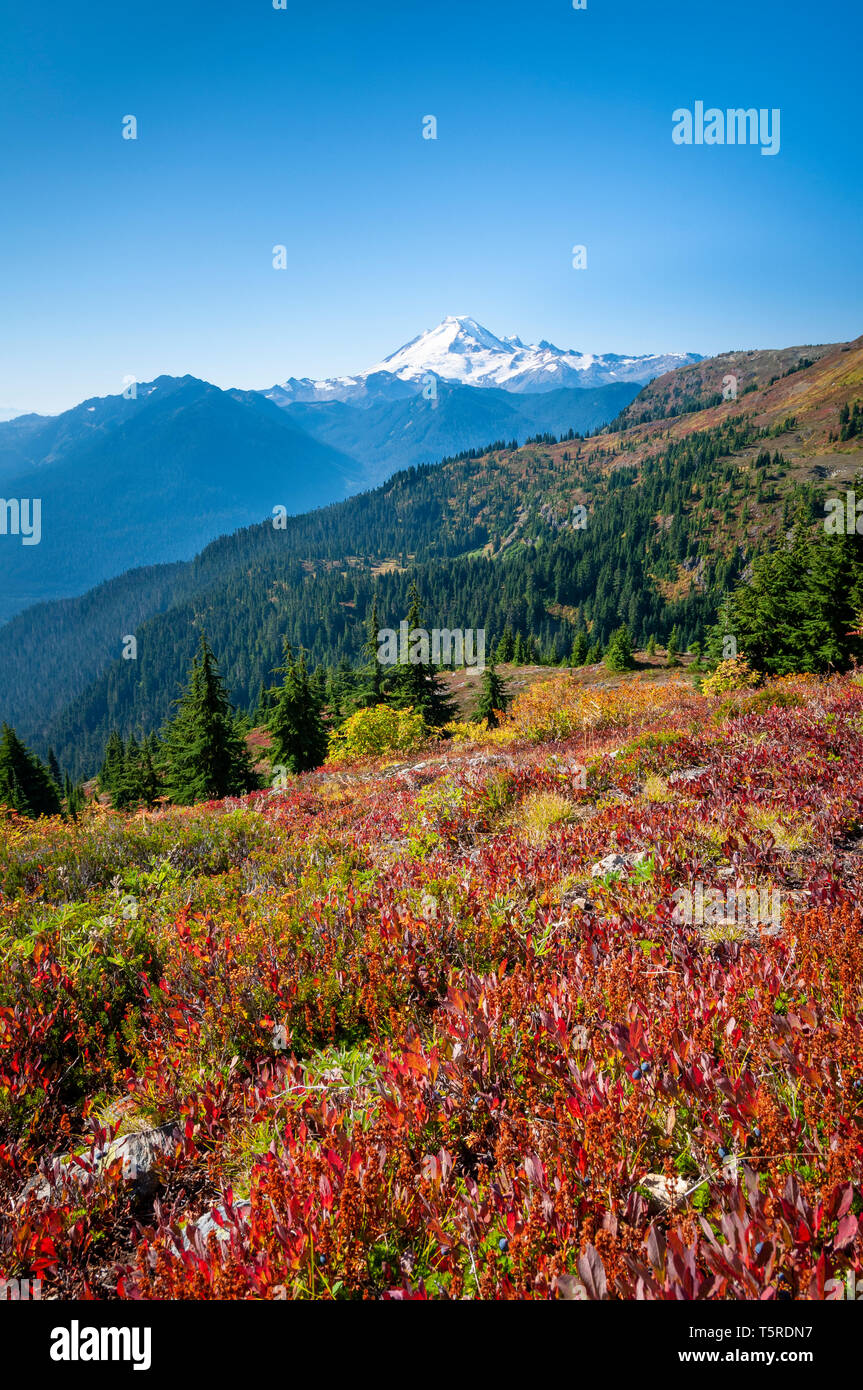 Huckleberry cespugli e Mount Baker da giallo Aster Butte Trail; Mount Baker-Snoqualmie Foresta Nazionale, Washington. Foto Stock