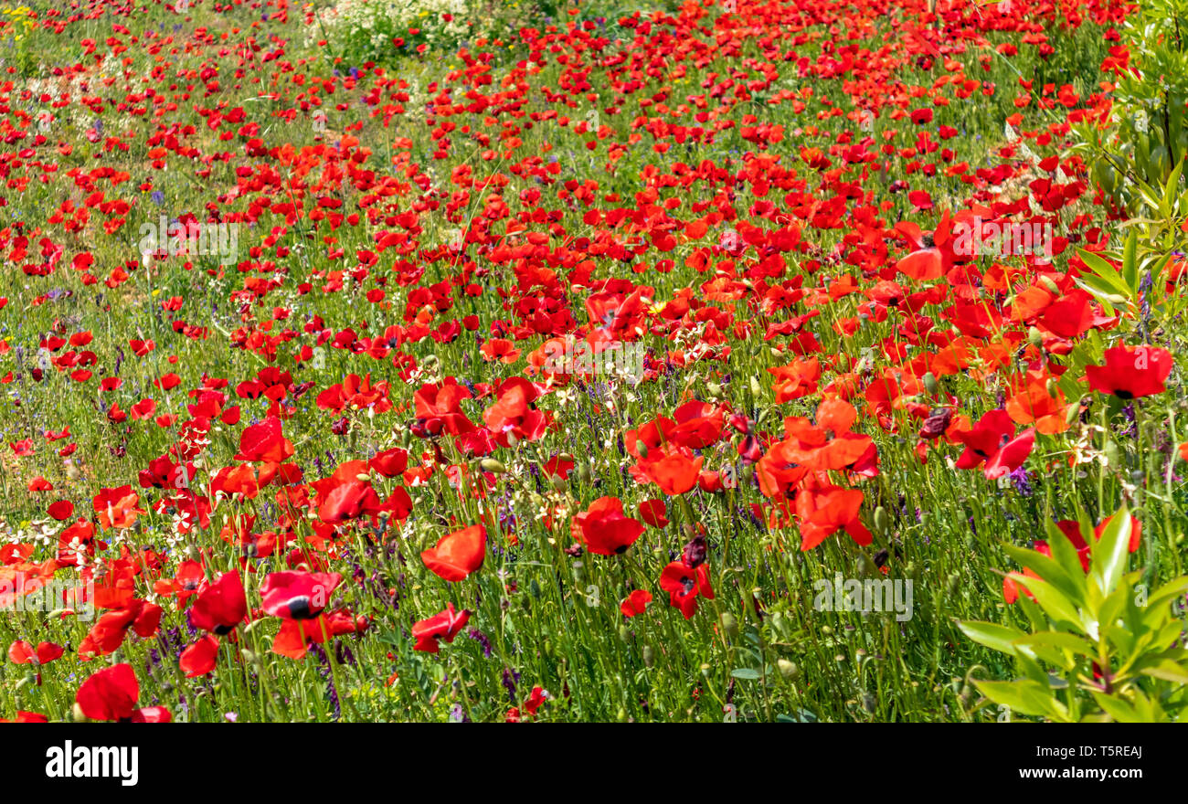 La primavera. Papaveri e fiori di campo sfondo, giornata di sole Foto Stock
