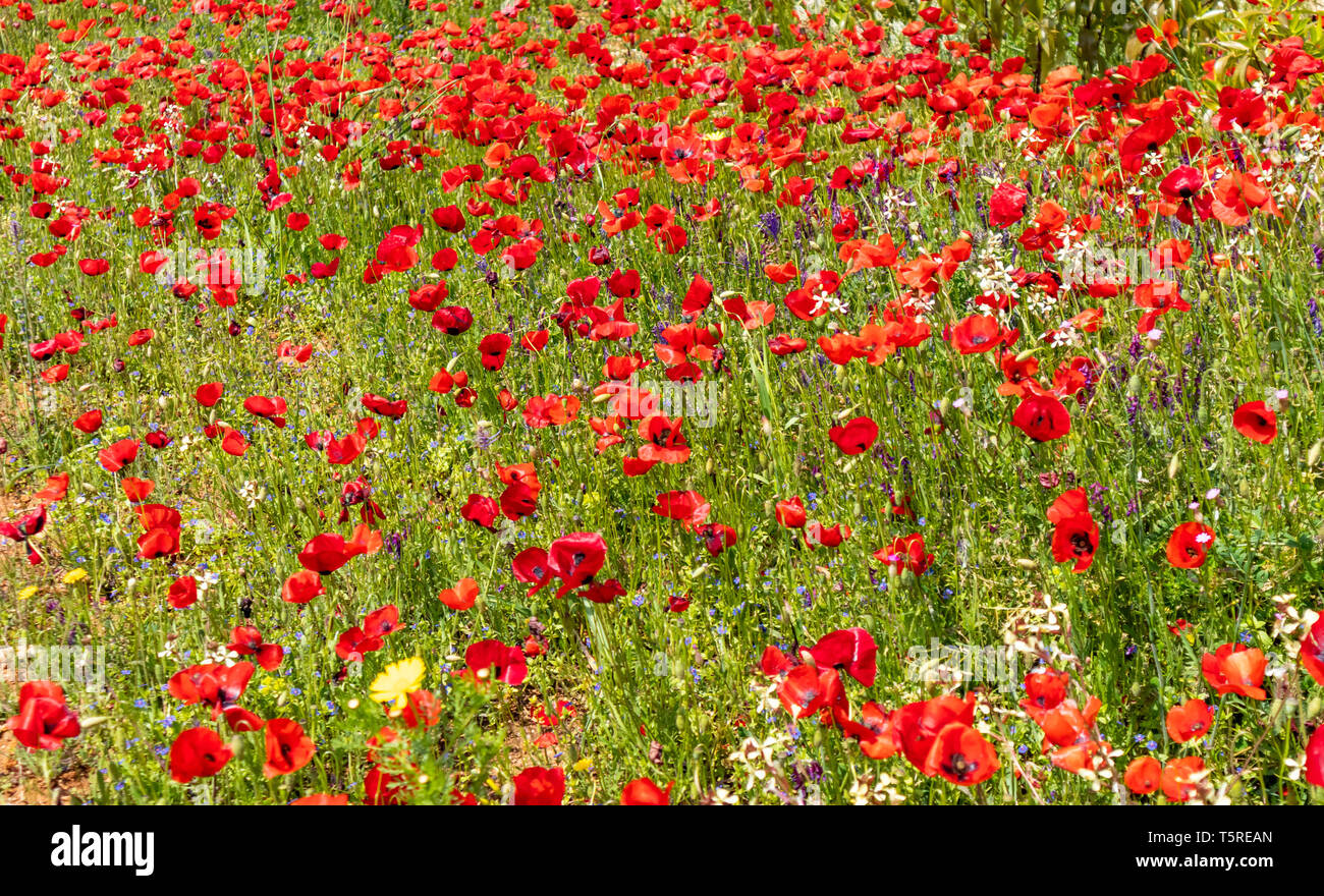 La primavera. Papaveri e fiori di campo sfondo, giornata di sole Foto Stock