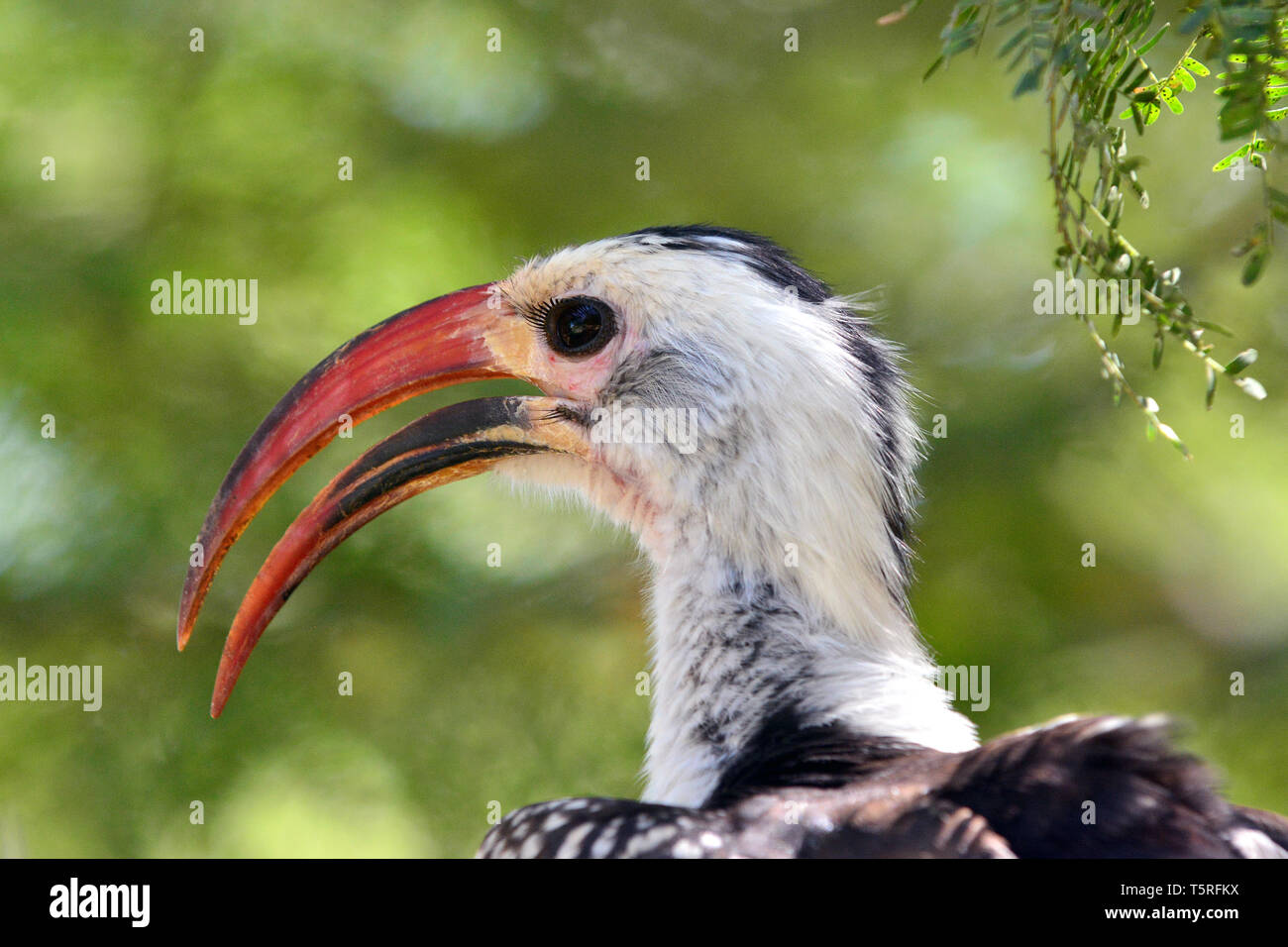 Carpino rosso settentrionale, Rotschnabeltoko, Calao à bec rouge, Tockus erythrorhynchus, piroscsőrű tokó, vöröscsőrű tokó Foto Stock