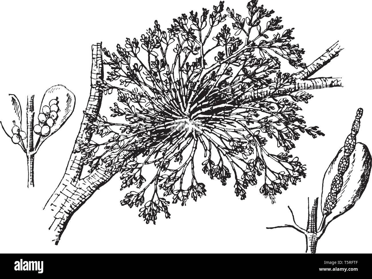 American vischio è una pianta parassita, noto anche come vischio europeo (Viscum album).American vischio è utilizzato come un muscolo liscio di stimolante in Illustrazione Vettoriale