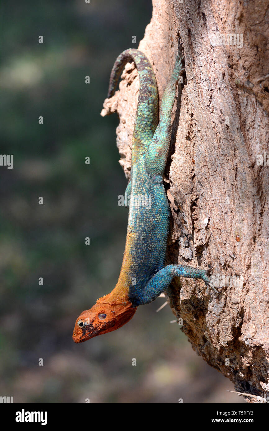 Agama comune, red-headed rock AGAMA SA, o rainbow AGAMA SA, Siedleragame, Agama AGAMA SA, telepes agáma Foto Stock