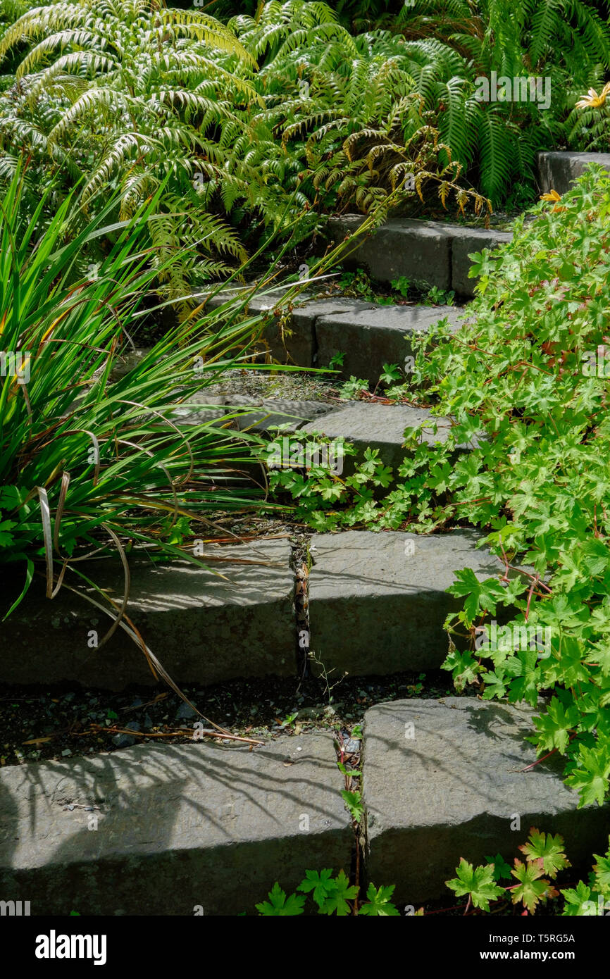 Il giardino di pietra passi con piante sovrastanti i bordi. Foto Stock