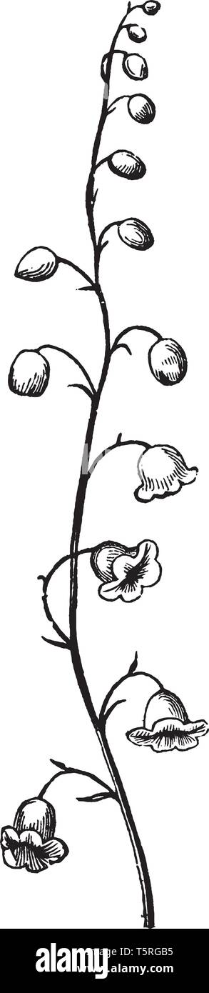 Questa immagine mostra il racemo. Questo fiore comincia a crescere. Lo stelo pedicel è molto sottile e lungo il fiore attaccato al pedicel, vintage line draw Illustrazione Vettoriale