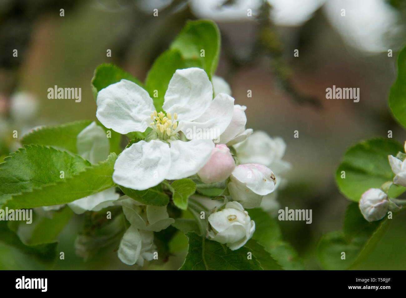 Apple Blossom close up, fioriture di apertura dell'Apple Blossom con le foglie verdi dietro ad un albero di mele in un frutteto in inglese Foto Stock