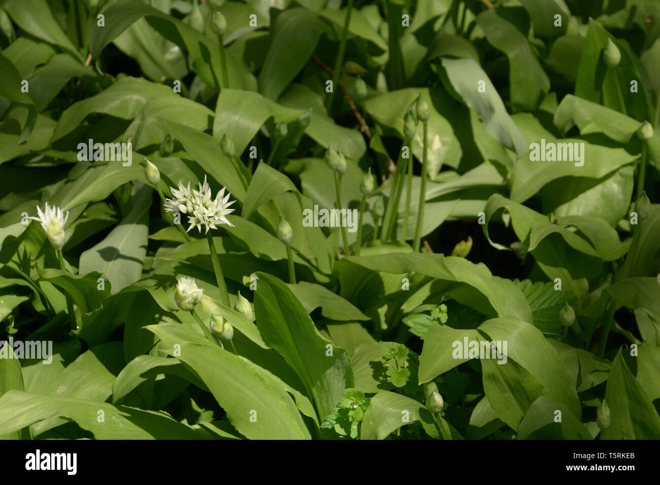 Bosco portano il porro piante in fiore, Allium ursinum o aglio selvatico o ramsons o buckrams o legno aglio o di latifoglie aglio in primavera con il bianco flo Foto Stock