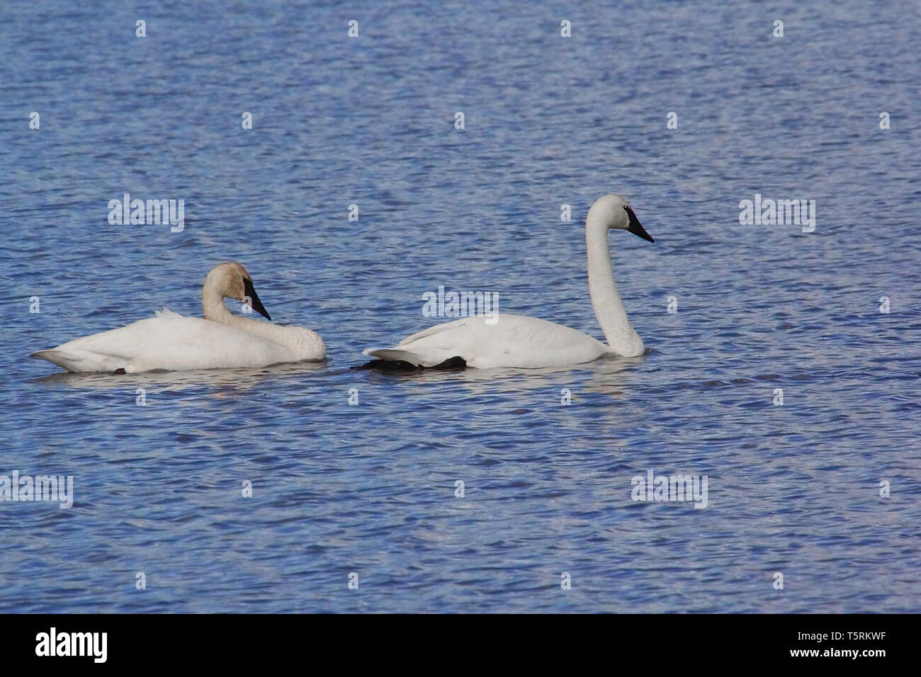 I cigni trombetta (Cygnus buccinato) Ritorno alla Grande Prairie regione di Alberta e arresto in stagni di southern Alberta sulla loro migrazione Foto Stock