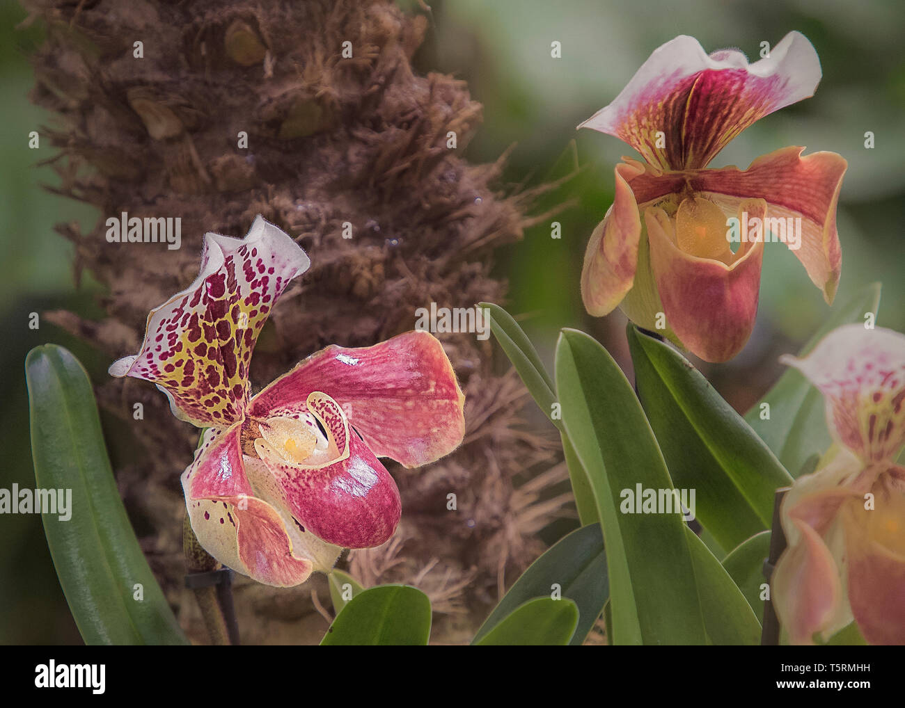 Vicino sul piccolo gruppo di colorati paphiopedilum o lady slipper orchid nel giardino tropicale Foto Stock