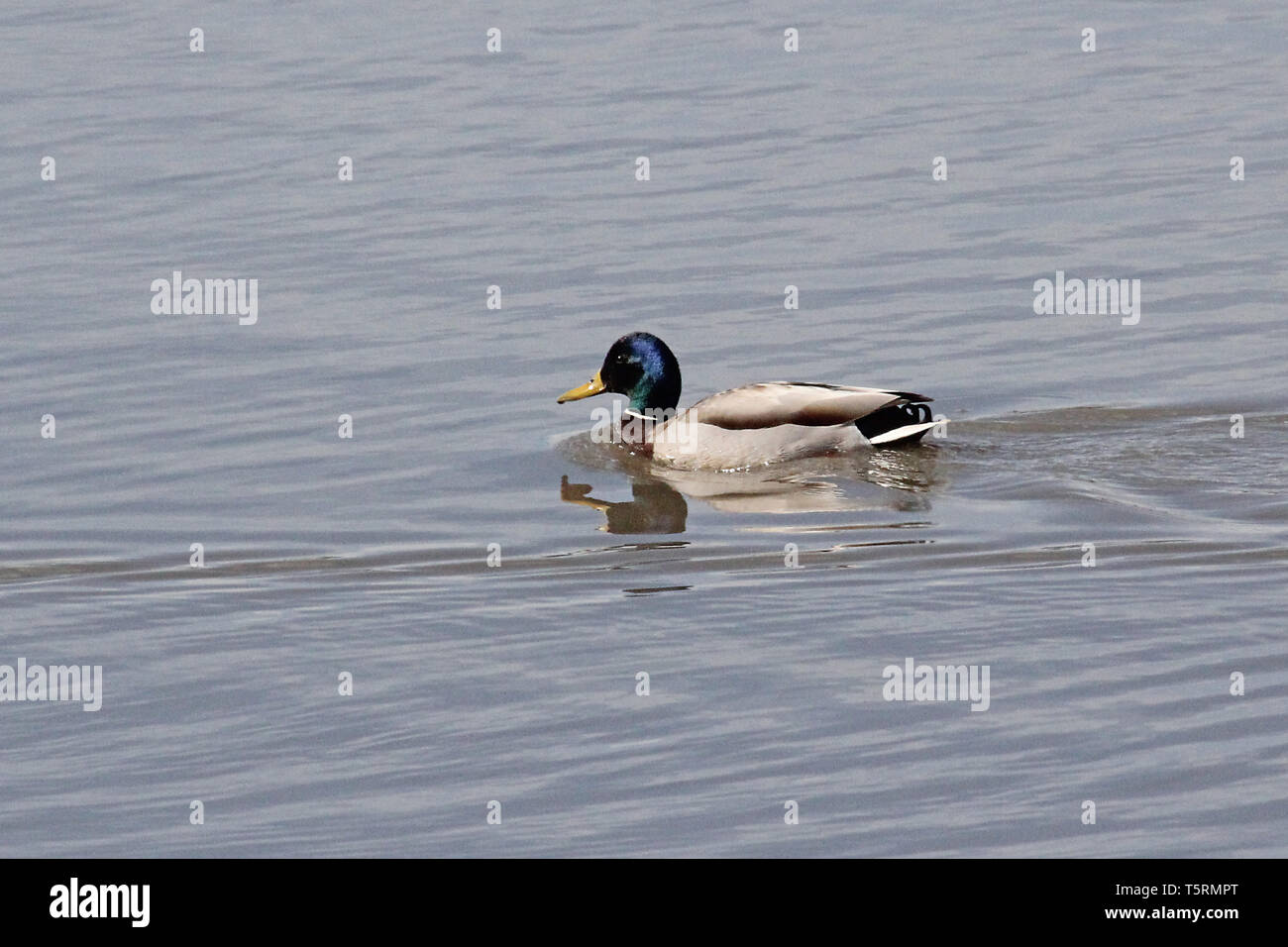 Le anatre bastarde tornare nello stato di Alberta e arresto in numerosi stagni di Alberta sulla loro migrazione verso il nord. Foto Stock