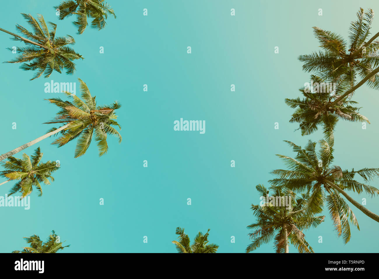 Palme corone su sfondo cielo colore vintage filtrata con spazio di copia Foto Stock