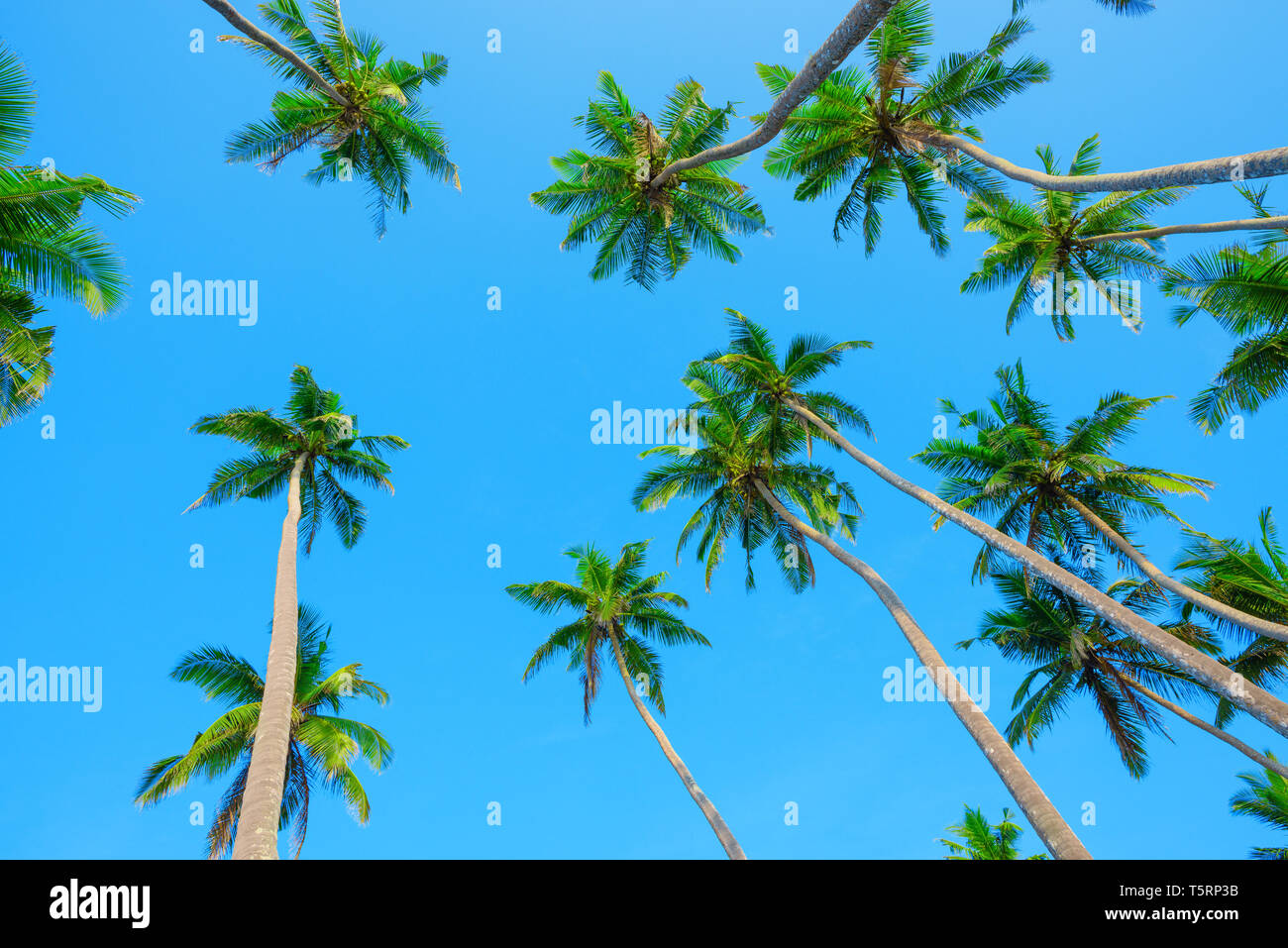 Palms oltre il cielo blu, vista prospettica dal suolo fino al verde palm corone con noci di cocco Foto Stock