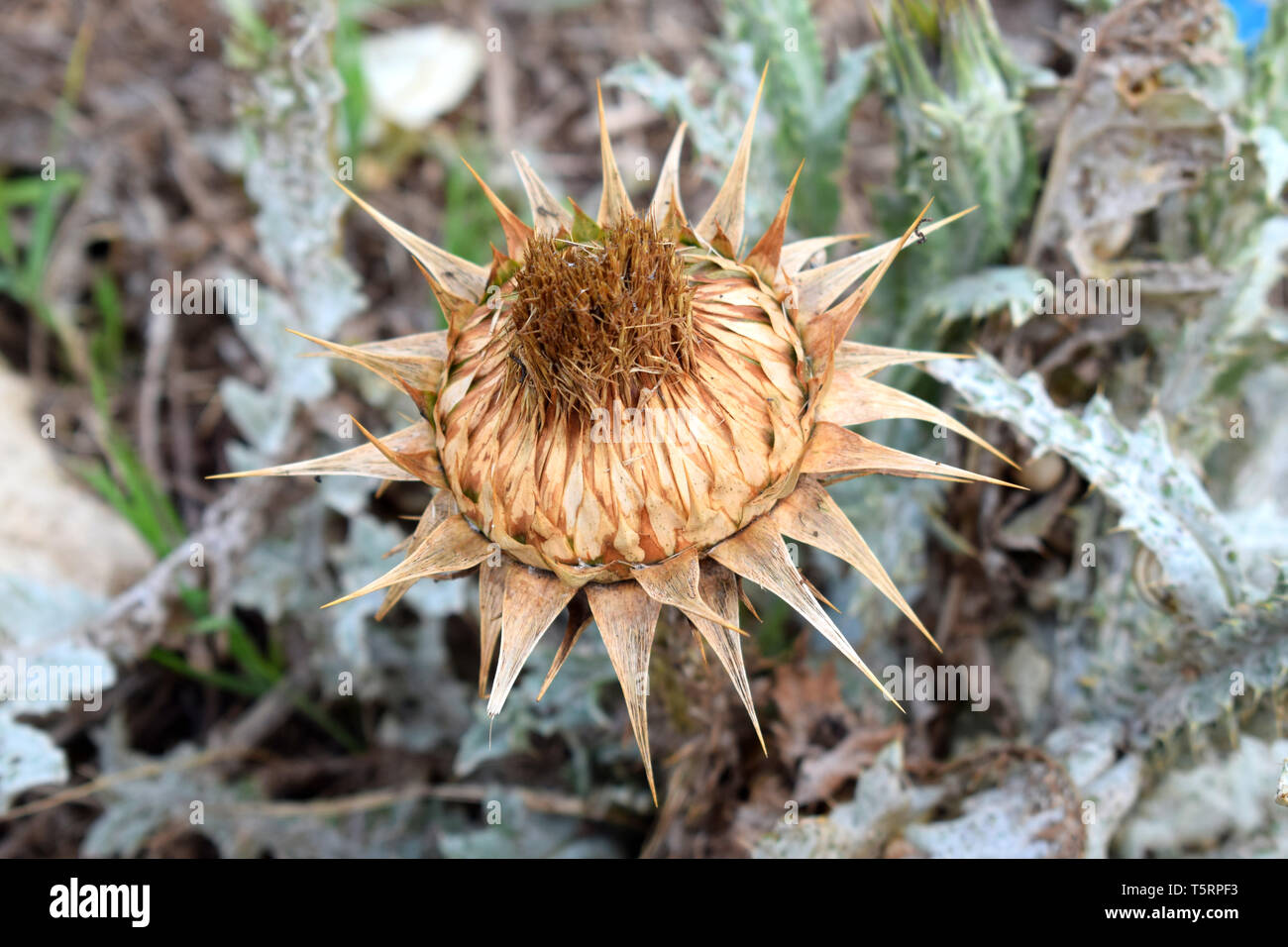 cardo selvatico secco Foto Stock
