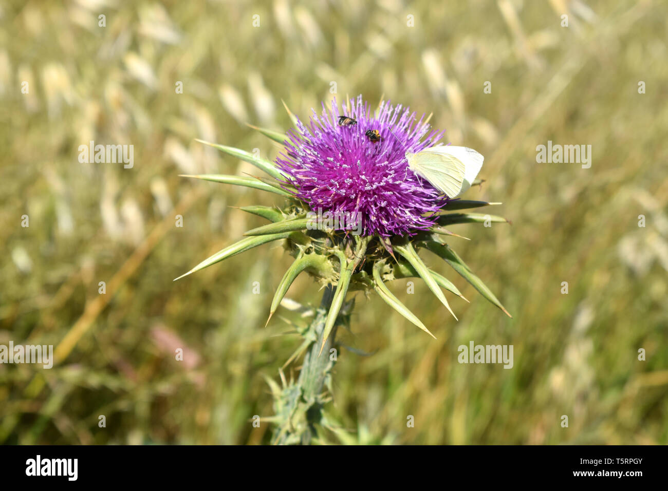 Silybum marianum o cardus marianus, cardo, beata milkthistle, cardo mariano, Maria thistle, Saint Mary's Thistle, Mediterraneo cardo mariano Foto Stock