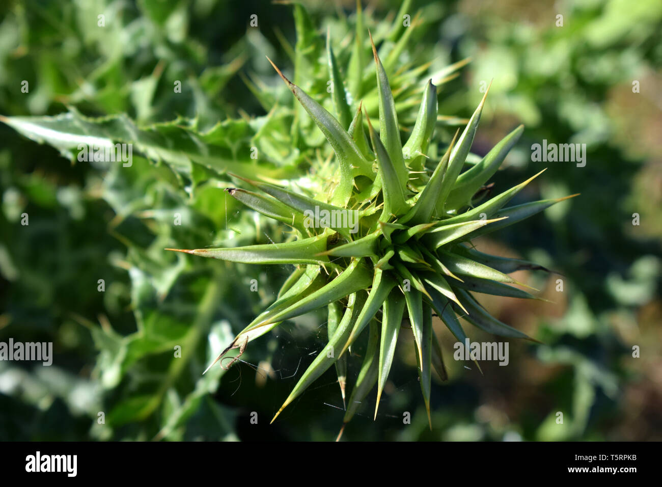 Silybum marianum o cardus marianus, cardo, beata milkthistle, cardo mariano, Maria thistle, Saint Mary's Thistle, Mediterraneo cardo mariano Foto Stock