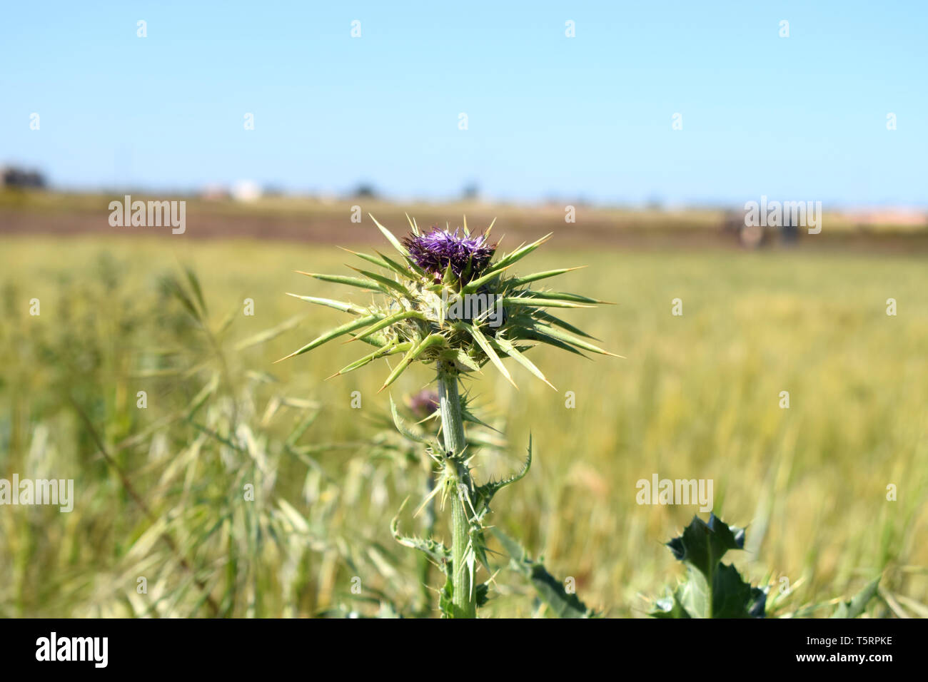 Silybum marianum o cardus marianus, cardo, beata milkthistle, cardo mariano, Maria thistle, Saint Mary's Thistle, Mediterraneo cardo mariano Foto Stock